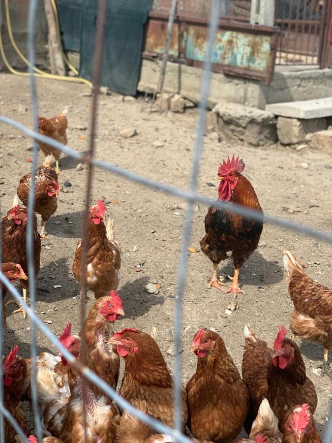 Agriturismo Annibale Tuoro sul Trasimeno Kültér fotó